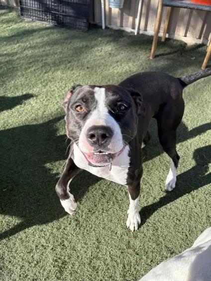 Zoey, Adult Female Pit Bull Terrier