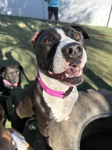 Zoey, a Adoptable Pit Bull Terrier in Queen Creek, AZ image 3/3