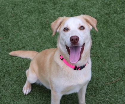 Barbie- Project Homebound, ADOPTABLE, Young Female Mixed Breed.
