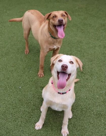 Barbie- Project Homebound, a ADOPTABLE Mixed Breed in Athens, GA image 3/3