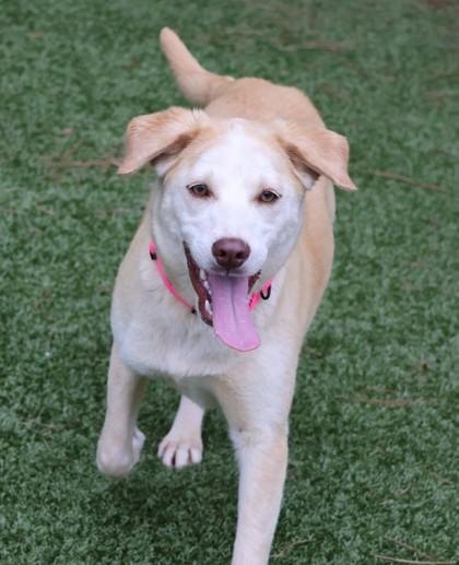 Barbie- Project Homebound, a ADOPTABLE Mixed Breed in Athens, GA image 2/3