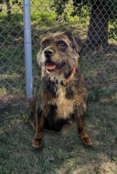 Dakota, a Adoptable mixed breed in Baraboo, WI image 1/3