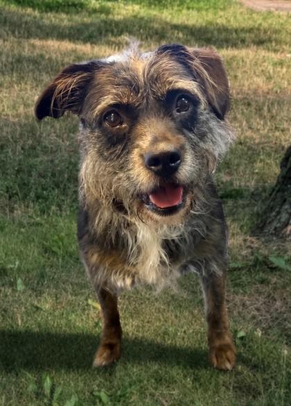Dakota, a Adoptable mixed breed in Baraboo, WI image 2/3