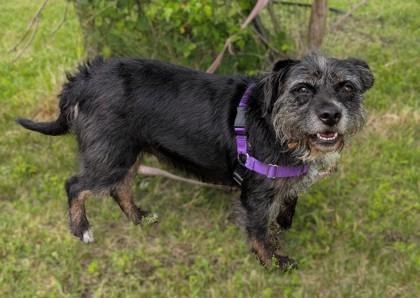 Dakota, a Adoptable mixed breed in Baraboo, WI image 3/3