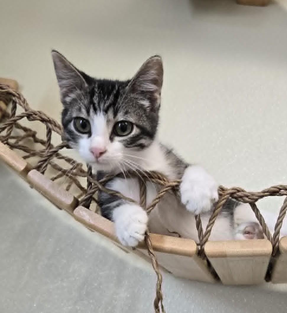 Woodsy, adopted, Young Male Domestic Short Hair.
