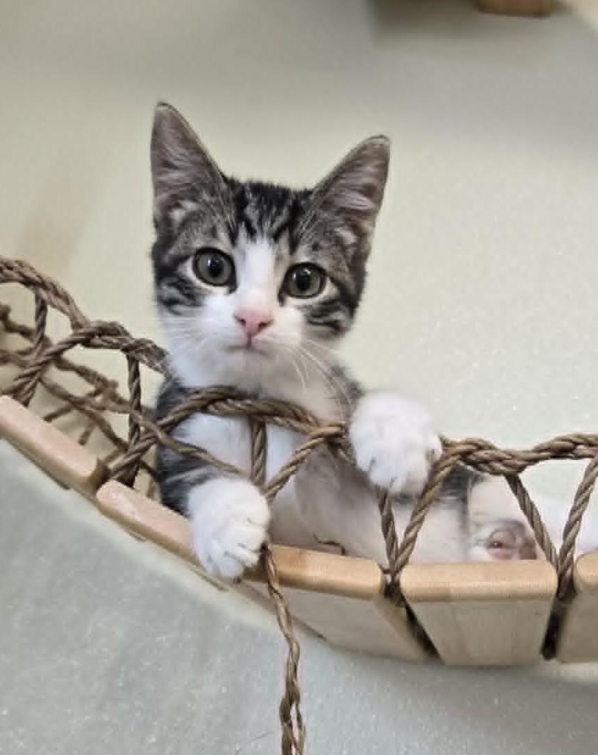 Enlarge Woodsy, an adopted Domestic Short Hair in Larned, KS image 2/2