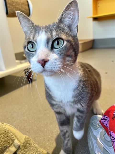 Enlarge BIG BOY, a Adoptable Domestic Short Hair in San Francisco, CA image 1/1