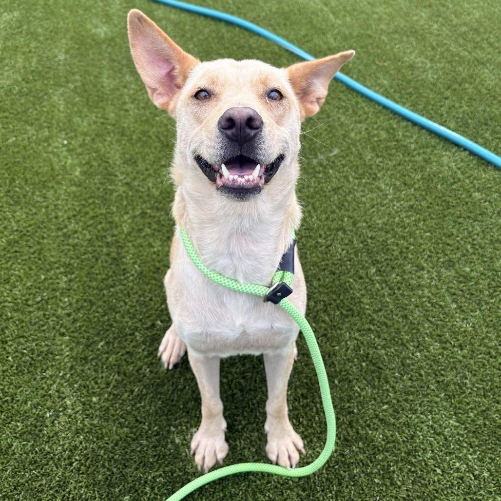 Sandy, a Adoptable mixed breed in Greenville, SC image 1/6