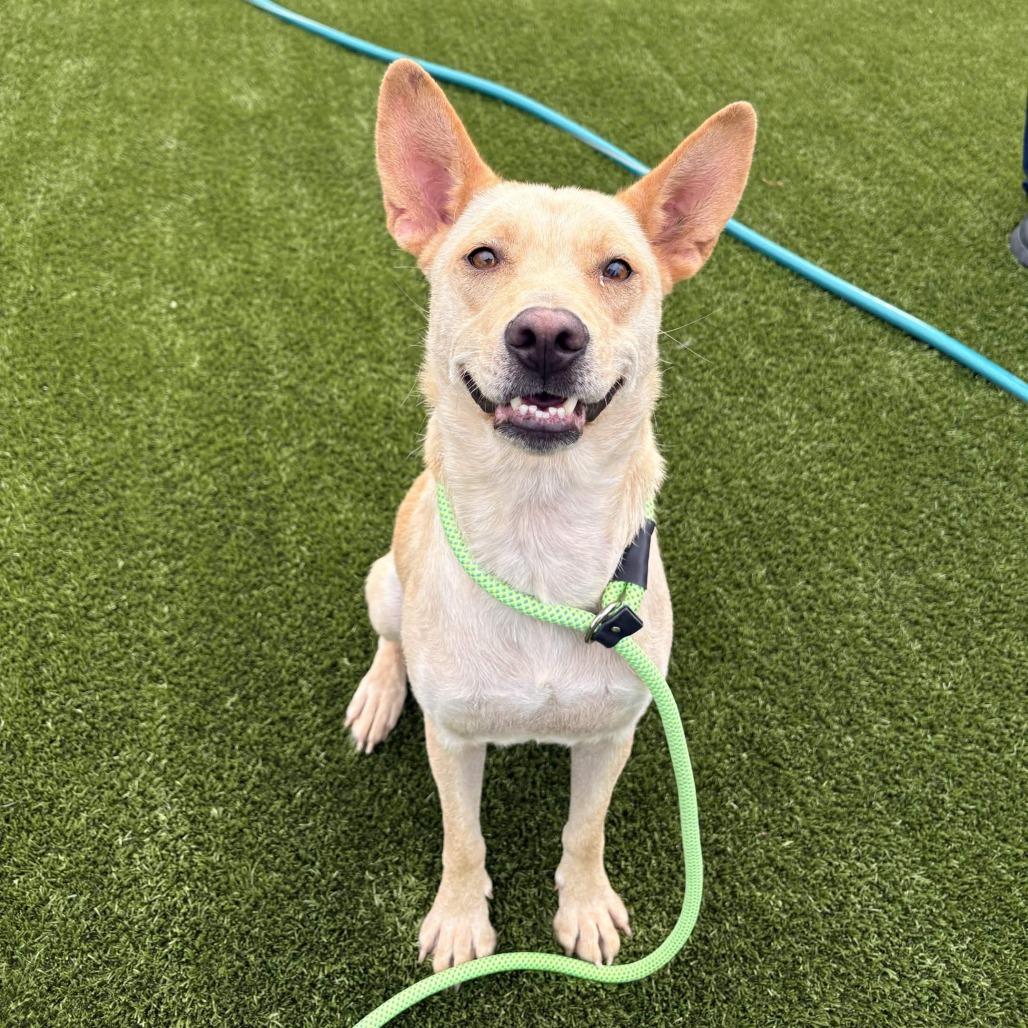 Sandy, a Adoptable mixed breed in Greenville, SC image 2/6