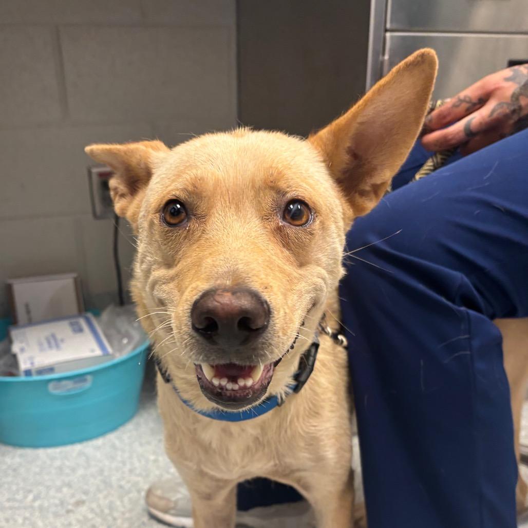 Sandy, a Adoptable mixed breed in Greenville, SC image 3/6