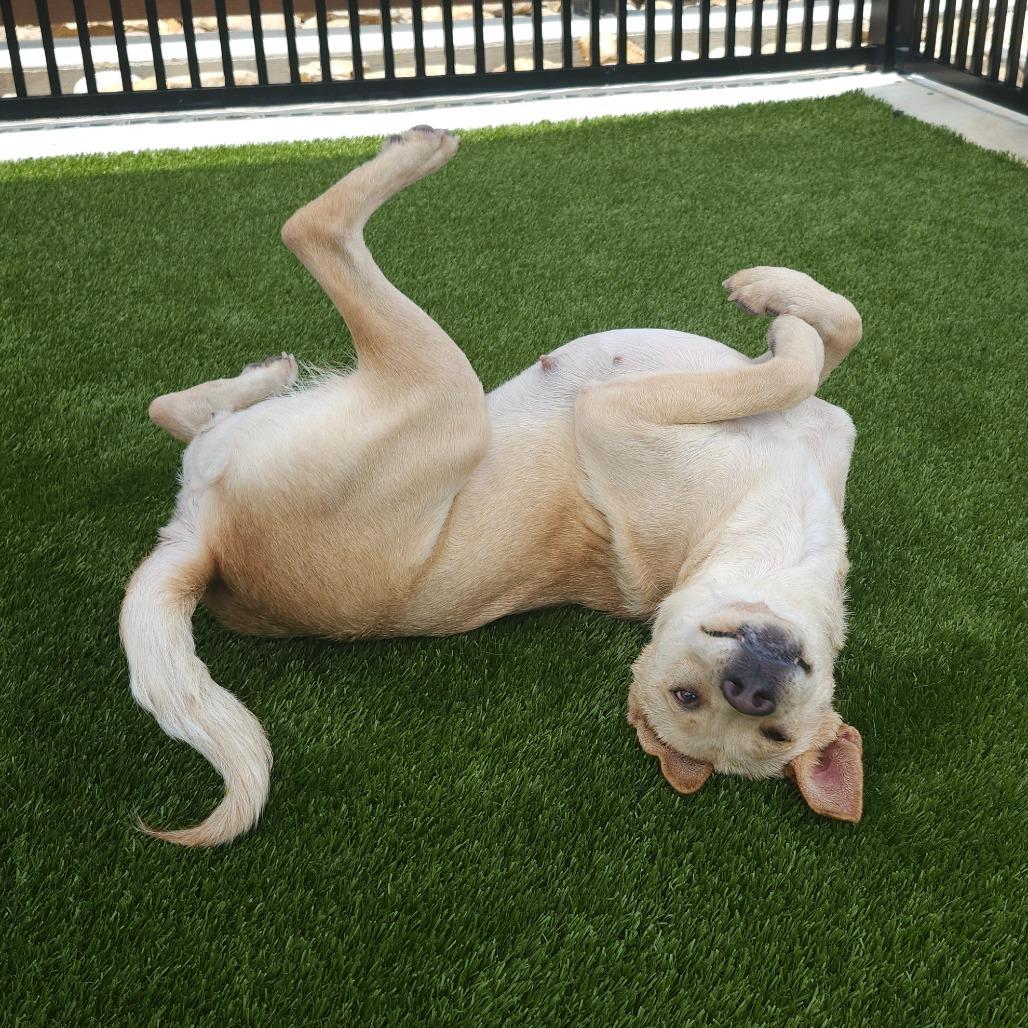 Sandy, a Adoptable mixed breed in Greenville, SC image 4/6