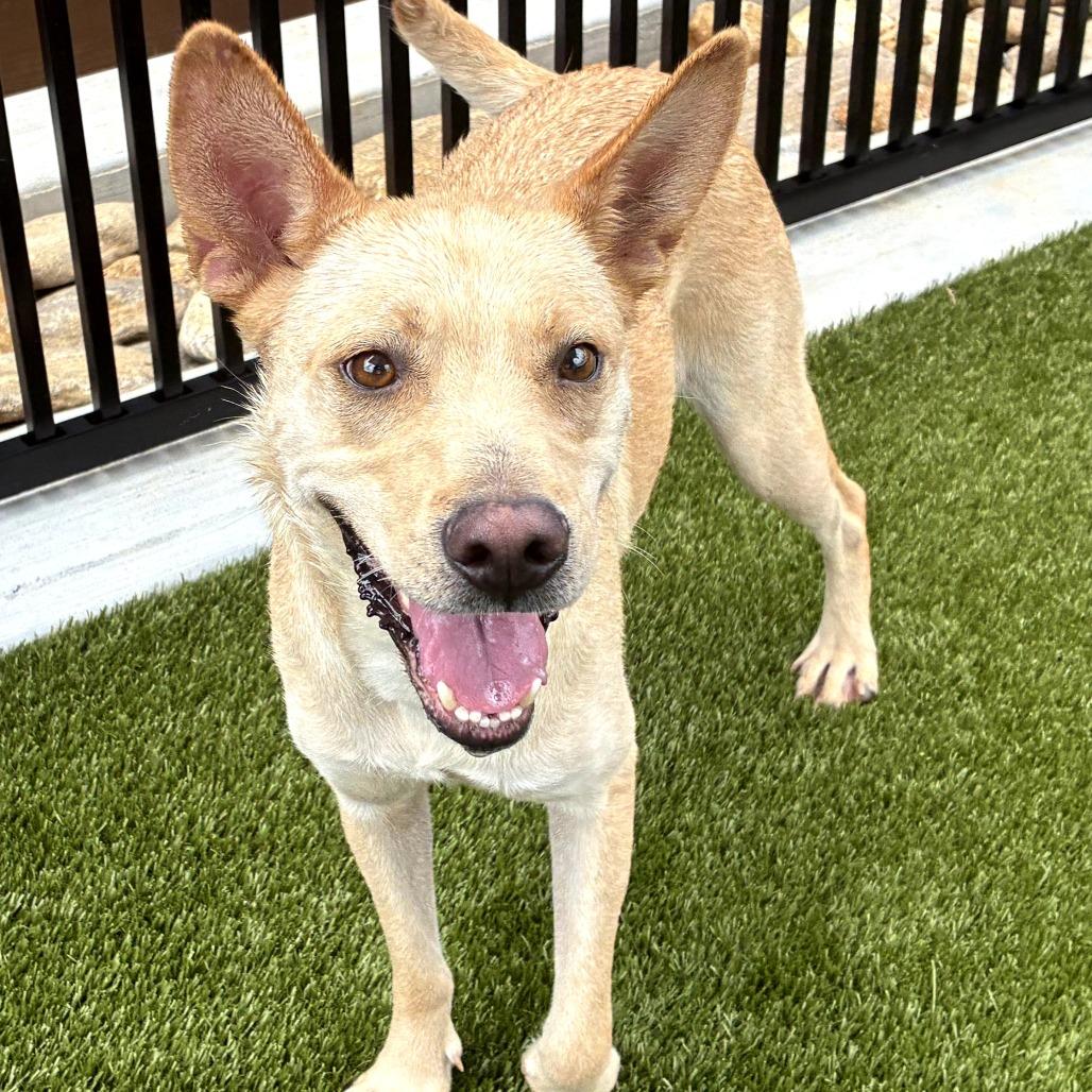 Sandy, a Adoptable mixed breed in Greenville, SC image 5/6