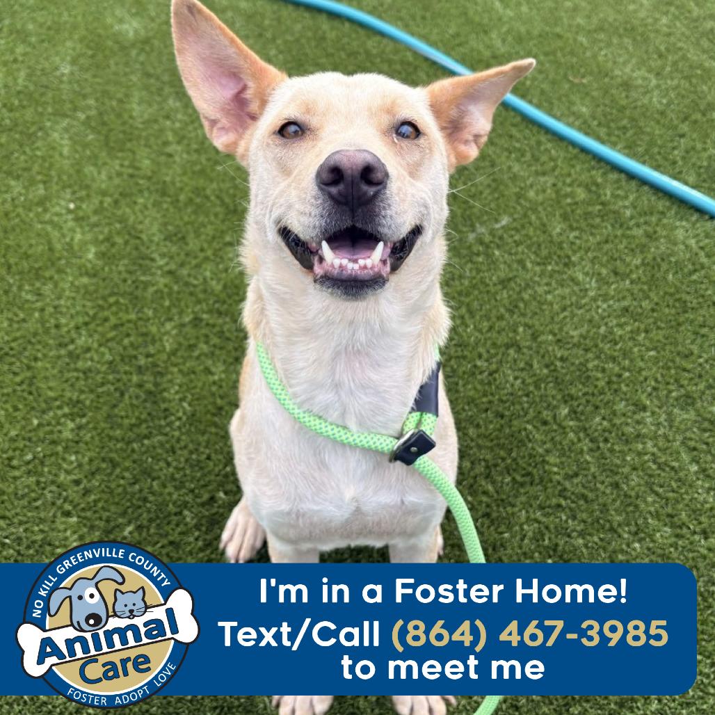 Sandy, a Adoptable mixed breed in Greenville, SC image 6/6