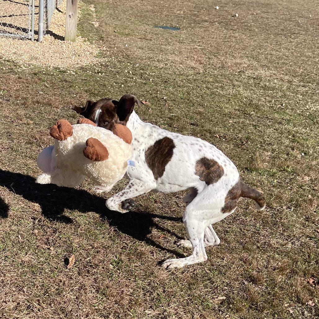 Enlarge Professor Cosmic Brownie, a Adoptable mixed breed in Blairsville, GA image 1/6