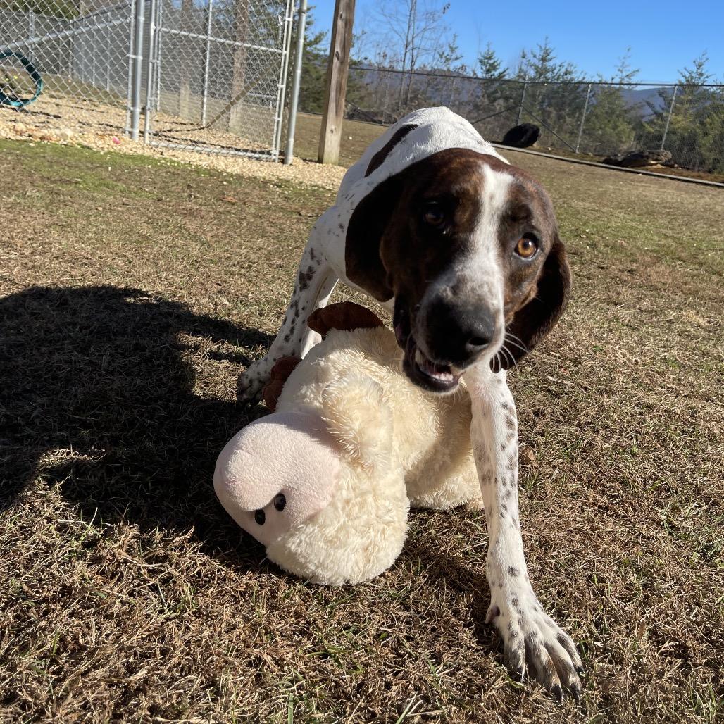 Enlarge Professor Cosmic Brownie, a Adoptable mixed breed in Blairsville, GA image 2/6
