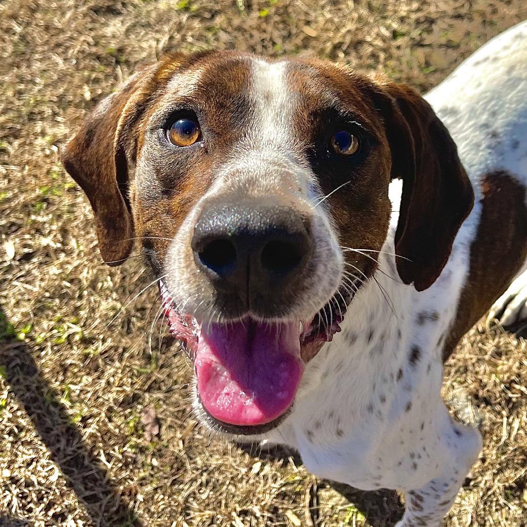 Enlarge Professor Cosmic Brownie, a Adoptable mixed breed in Blairsville, GA image 3/6