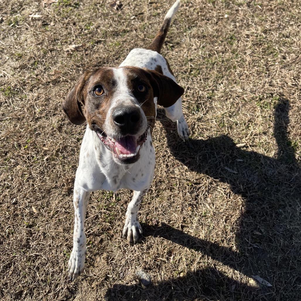Enlarge Professor Cosmic Brownie, a Adoptable mixed breed in Blairsville, GA image 4/6