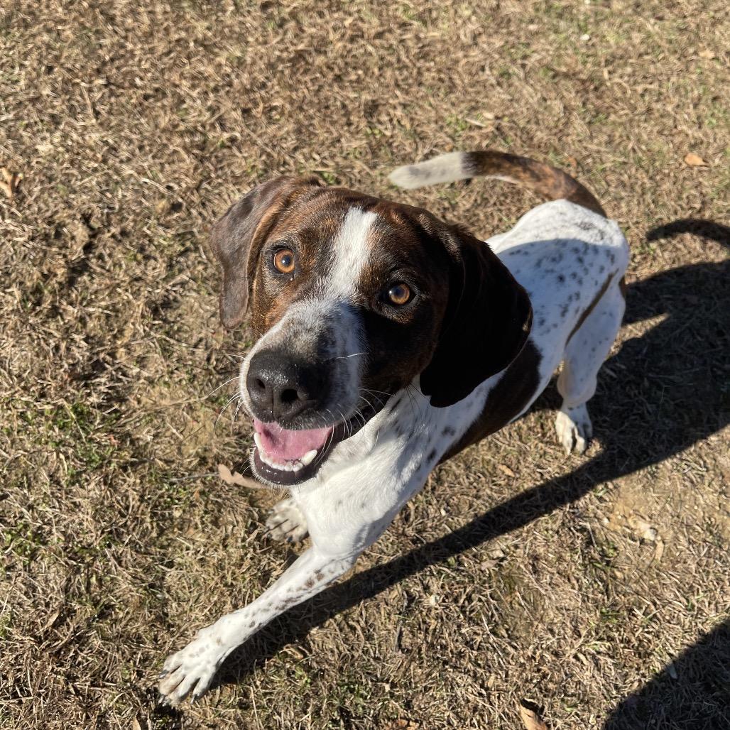Enlarge Professor Cosmic Brownie, a Adoptable mixed breed in Blairsville, GA image 5/6