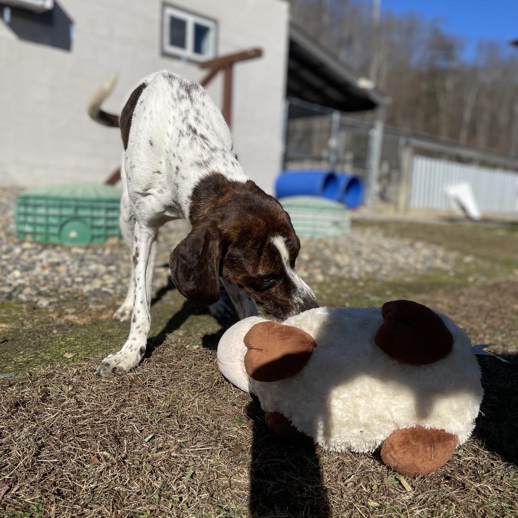 Enlarge Professor Cosmic Brownie, a Adoptable mixed breed in Blairsville, GA image 6/6