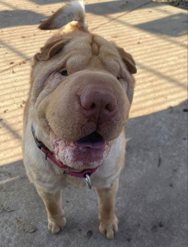 Enlarge Walker, a Adoptable Shar-Pei in Manteca, CA image 1/3