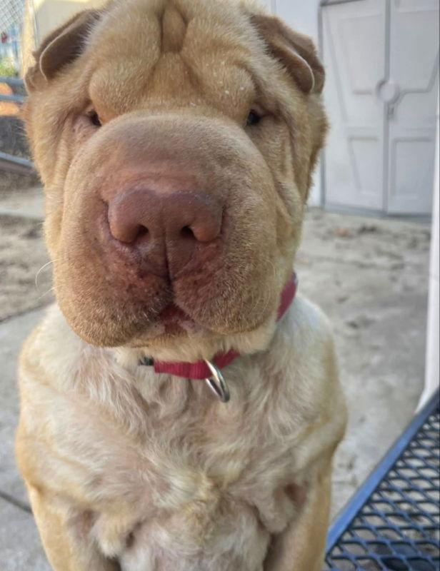 Enlarge Walker, a Adoptable Shar-Pei in Manteca, CA image 2/3