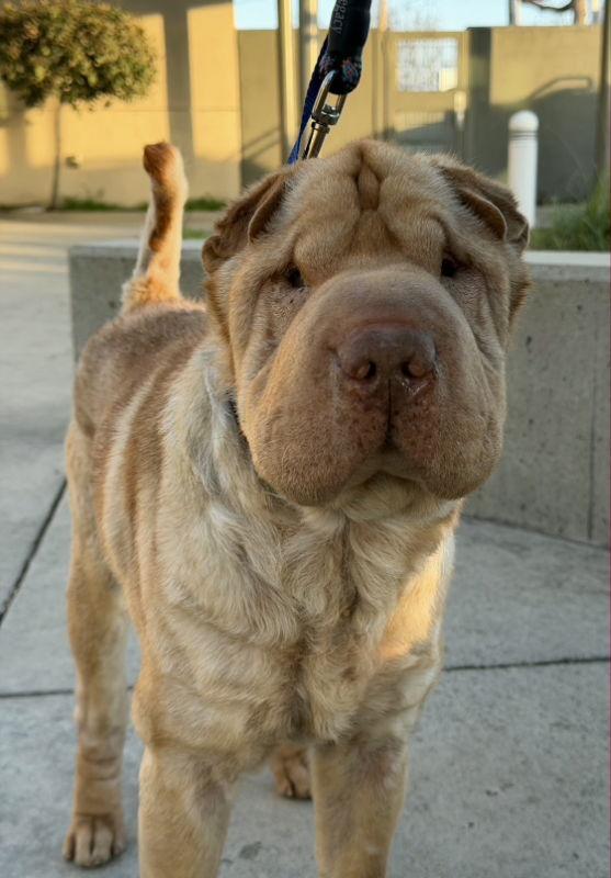 Enlarge Walker, a Adoptable Shar-Pei in Manteca, CA image 3/3