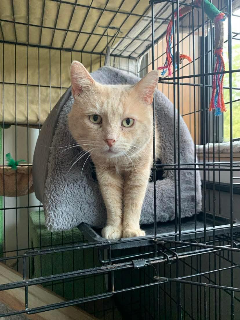 Enlarge Heathcliffe, a ADOPTABLE Tabby in Ashton, ON image 1/2
