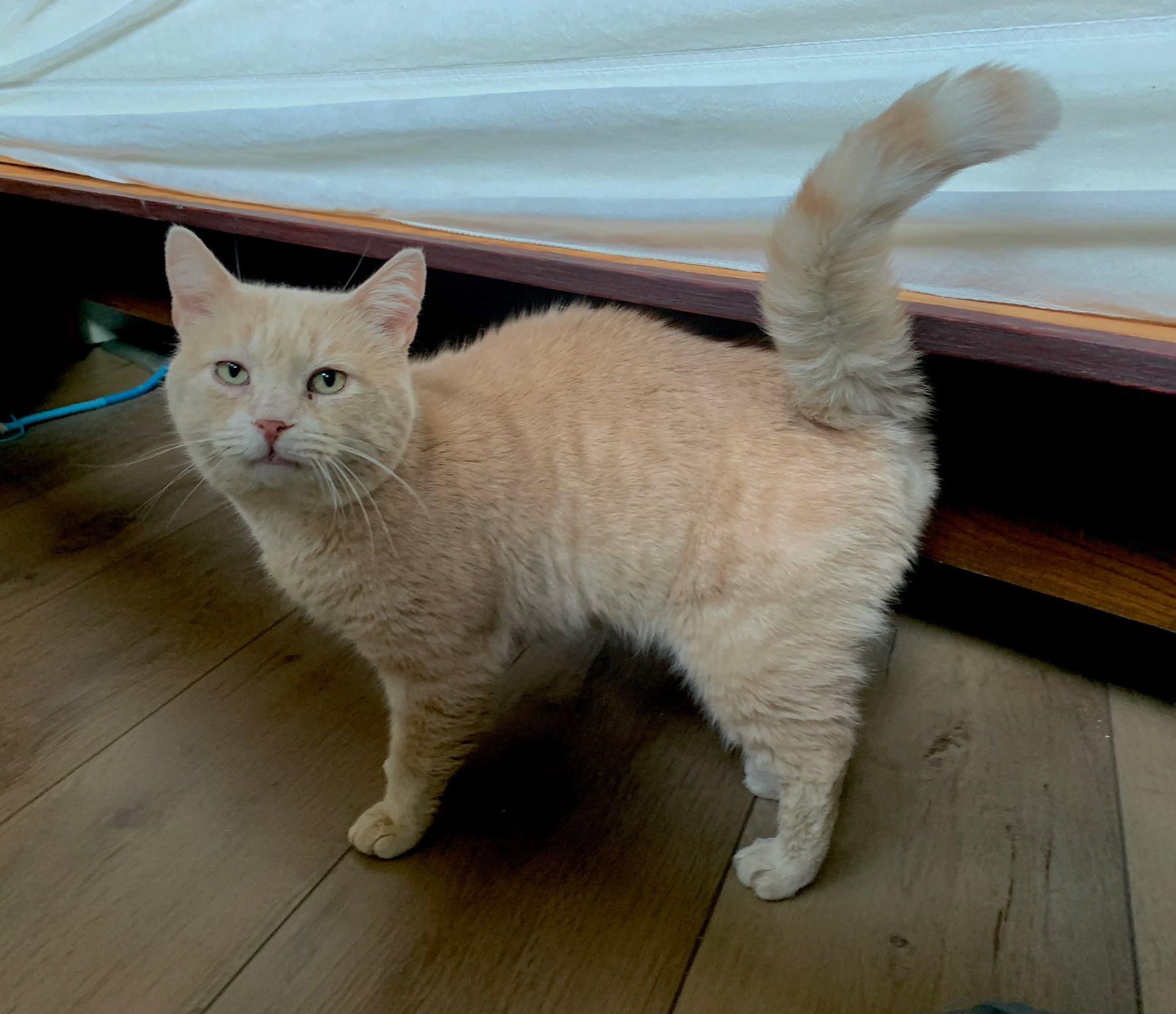 Enlarge Heathcliffe, a ADOPTABLE Tabby in Ashton, ON image 2/2