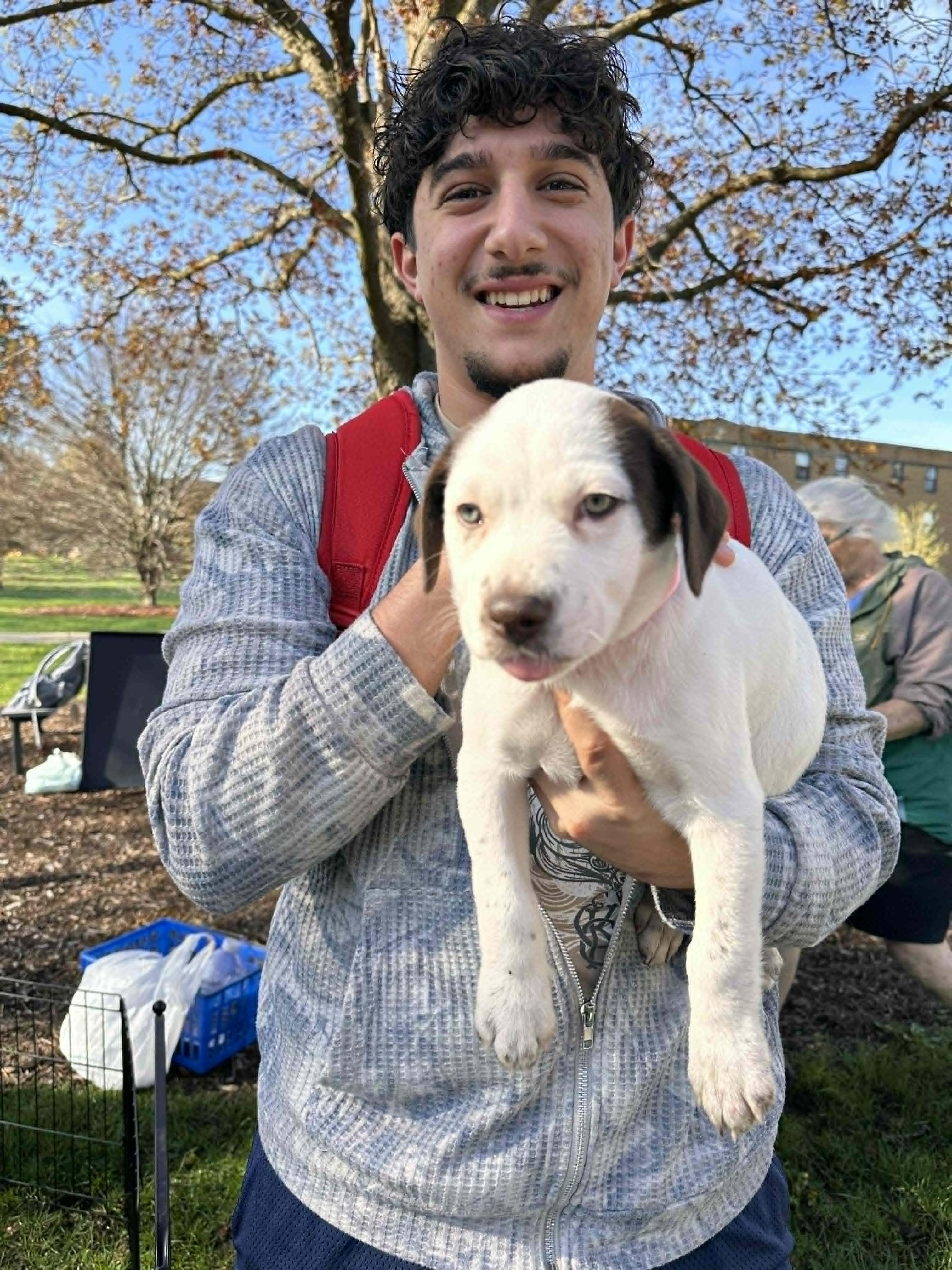 Enlarge Darcy, a Adoptable mixed breed in South Bend, IN image 6/6