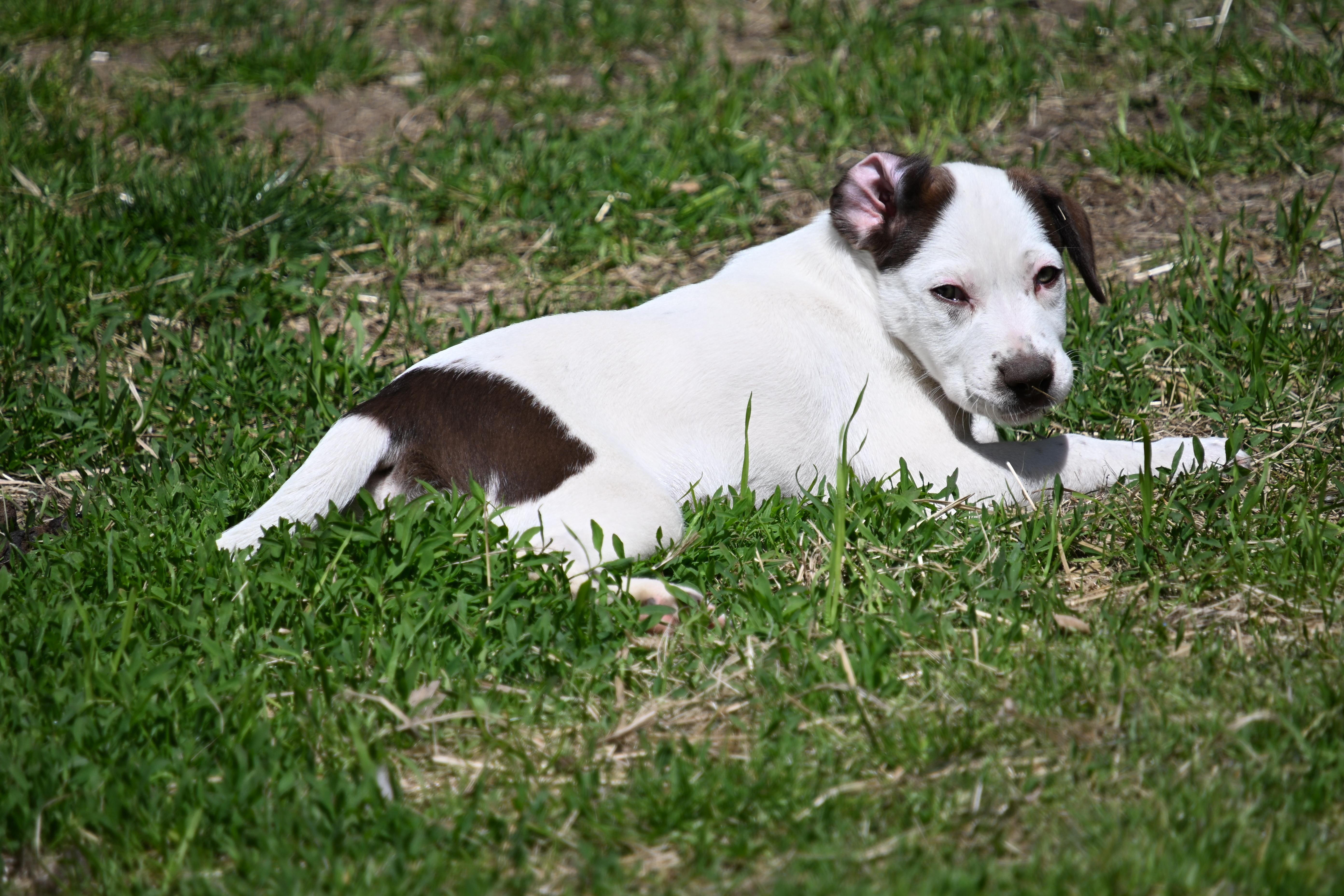 Enlarge Darcy, a Adoptable mixed breed in South Bend, IN image 5/6