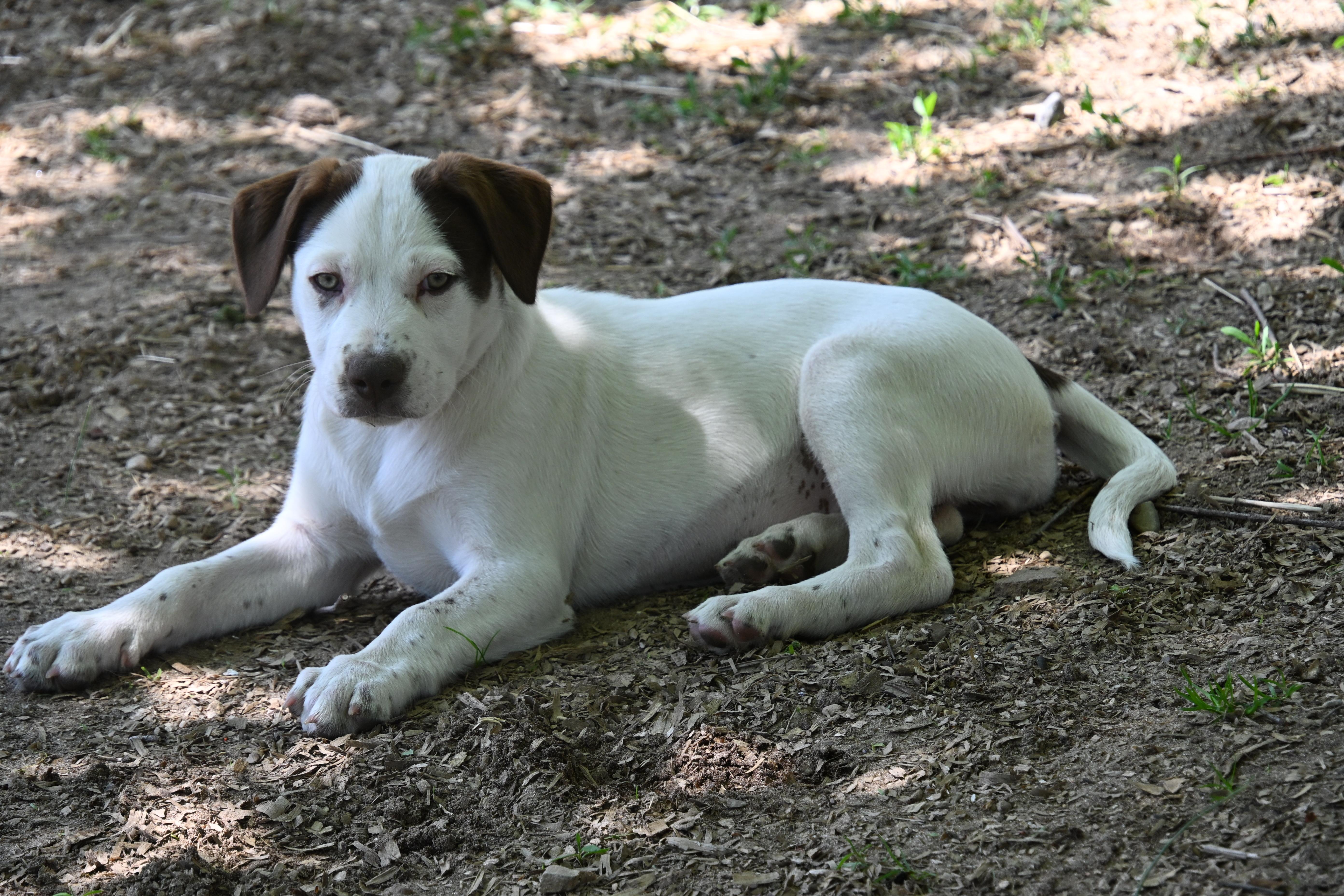 Enlarge Darcy, a Adoptable mixed breed in South Bend, IN image 4/6