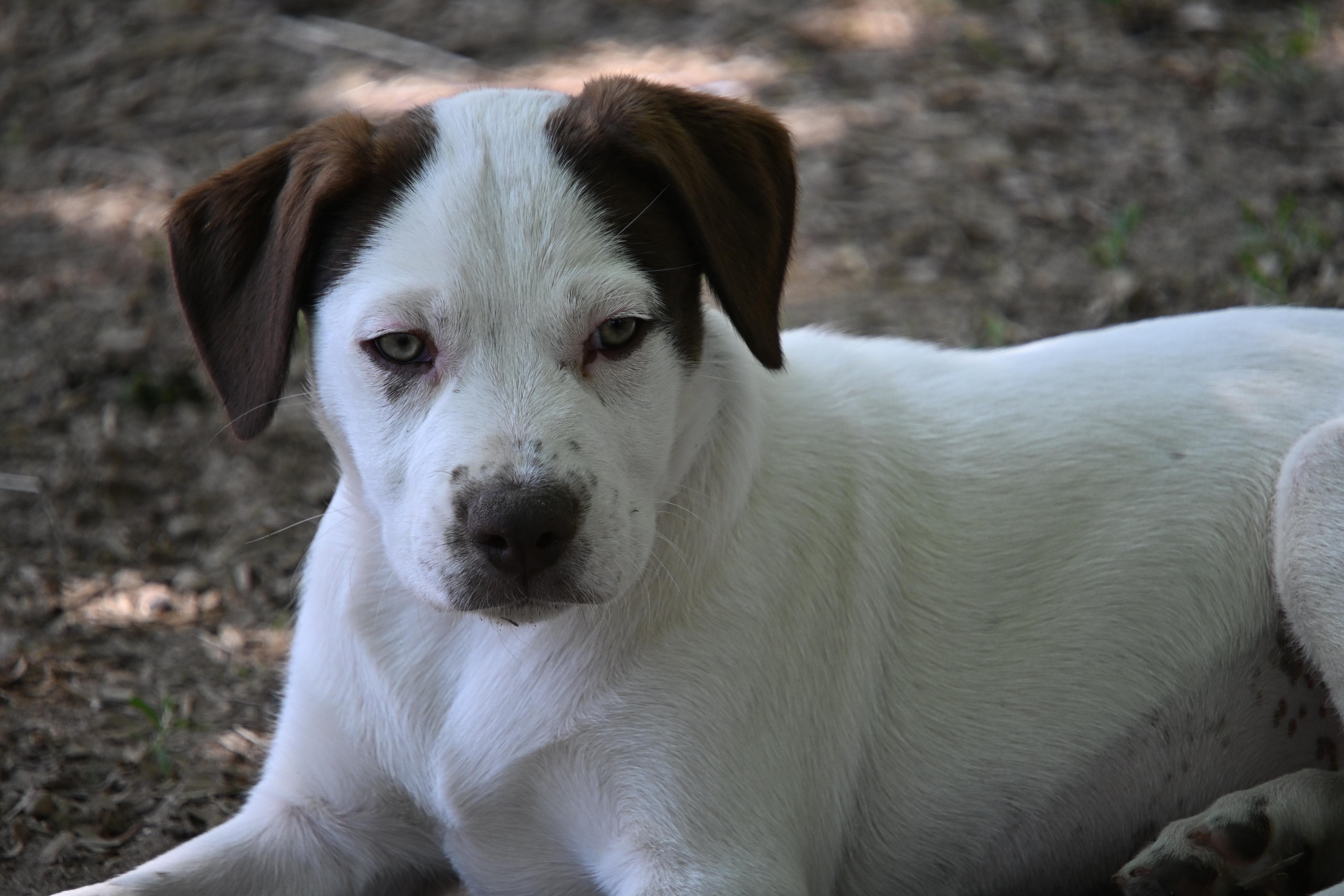 Darcy, Adoptable, Puppy Female English Pointer.