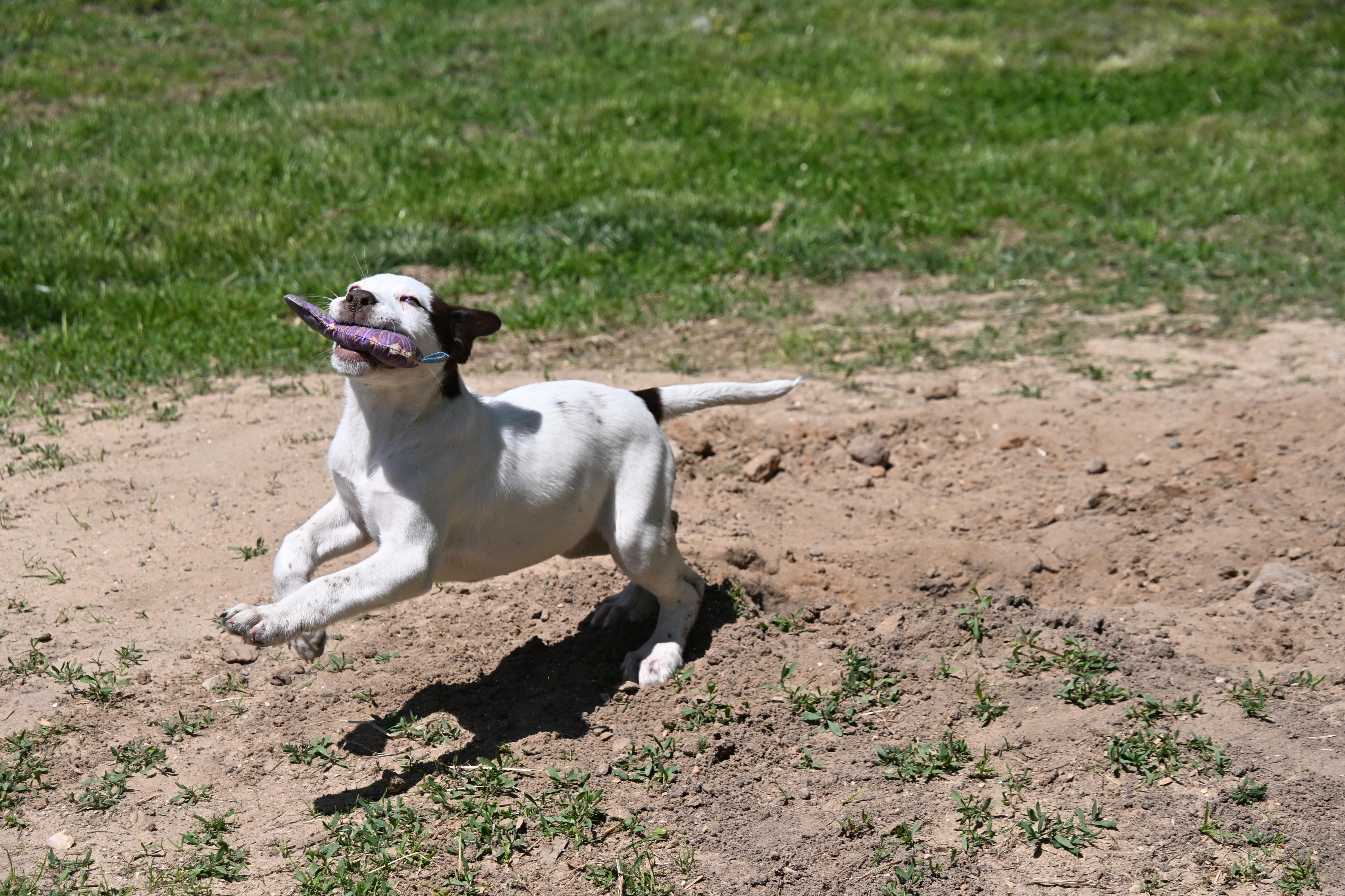 Enlarge Darcy, a Adoptable mixed breed in South Bend, IN image 3/6