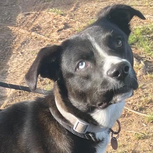 Imaxx, Adoptable, Adult Male Mixed Breed.