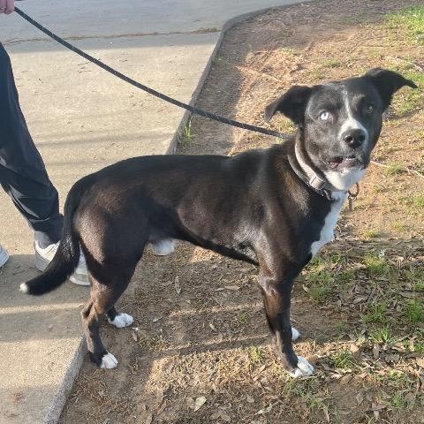 Enlarge Imaxx, a Adoptable mixed breed in Chelmsford, MA image 3/3