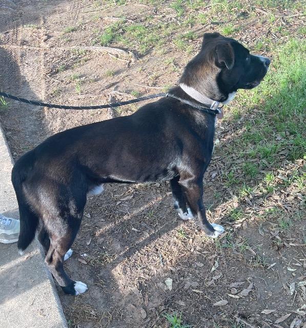 Enlarge Imaxx, a Adoptable mixed breed in Chelmsford, MA image 2/3