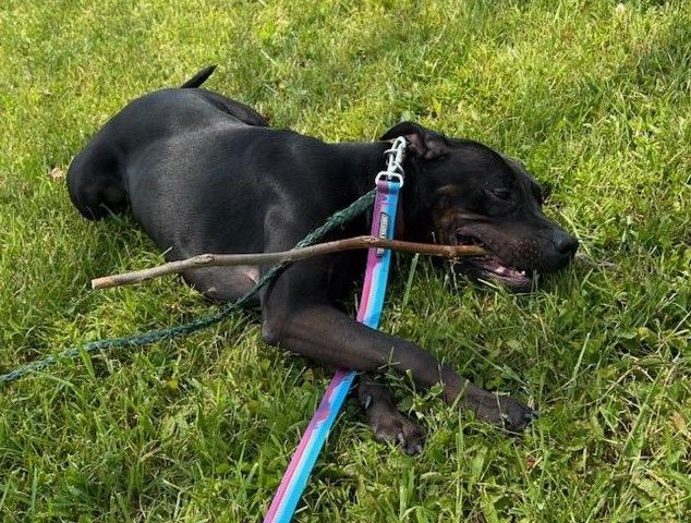 Deidre, an adoptable Black Labrador Retriever, Hound in Lambertville, NJ, 08530 | Photo Image 2