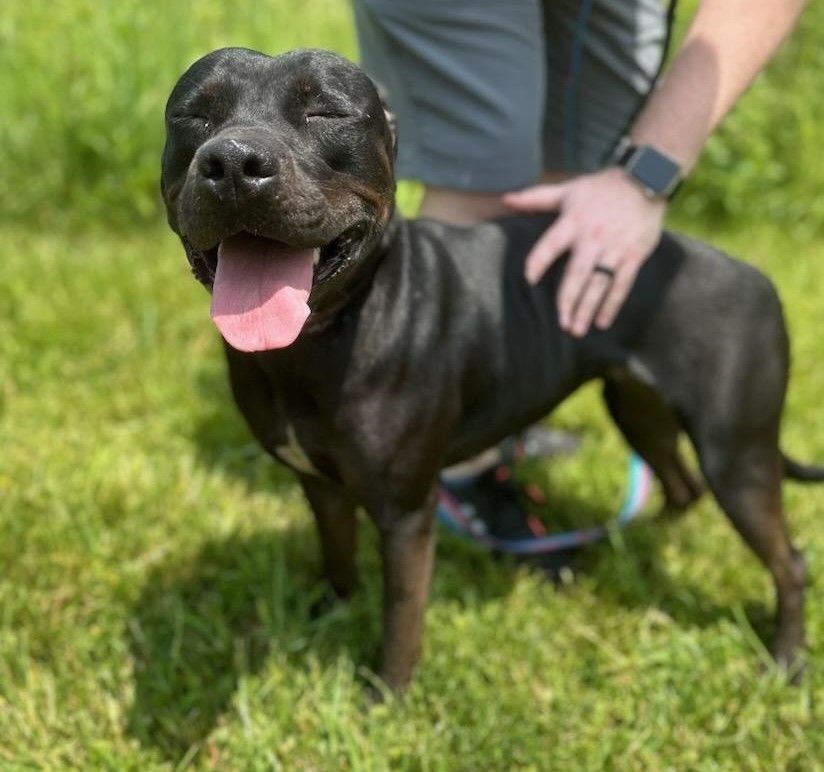 Deidre, an adoptable Black Labrador Retriever, Hound in Lambertville, NJ, 08530 | Photo Image 3