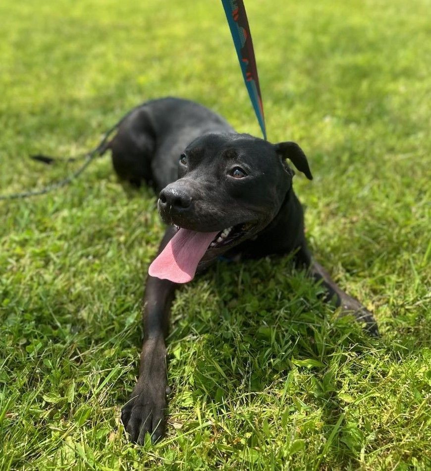 Deidre, an adoptable Black Labrador Retriever, Hound in Lambertville, NJ, 08530 | Photo Image 4
