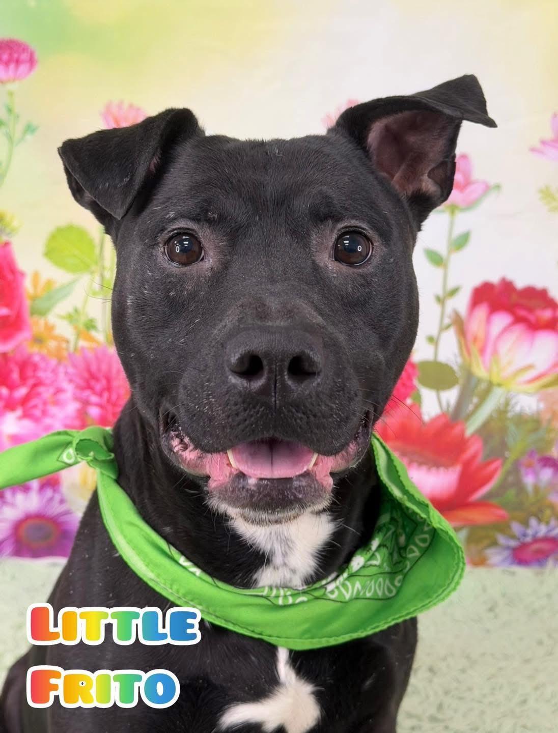 Little Frito, ADOPTABLE, Adult Male Mixed Breed.