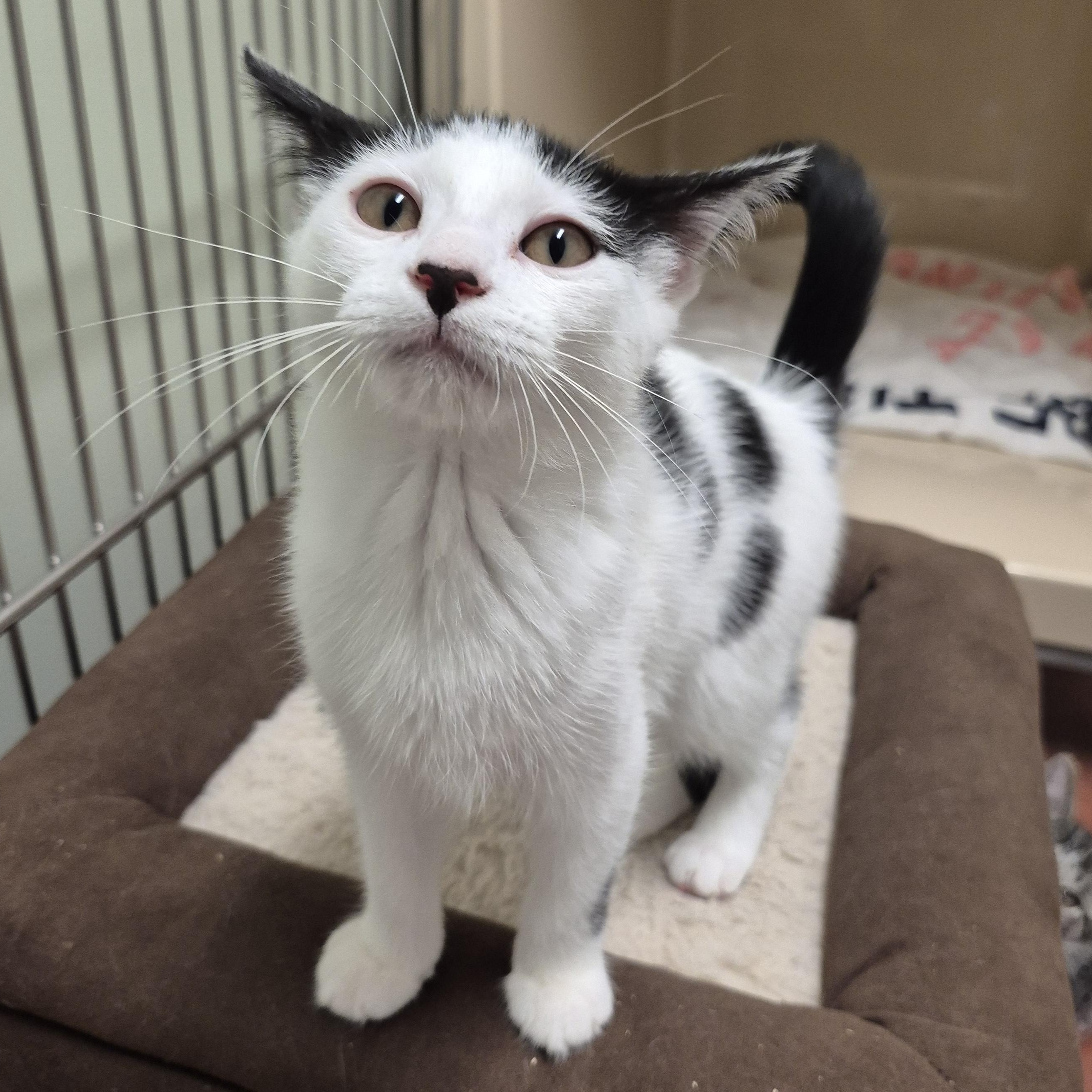 Daisy, a ADOPTABLE Domestic Short Hair in Tioga, PA image 2/5