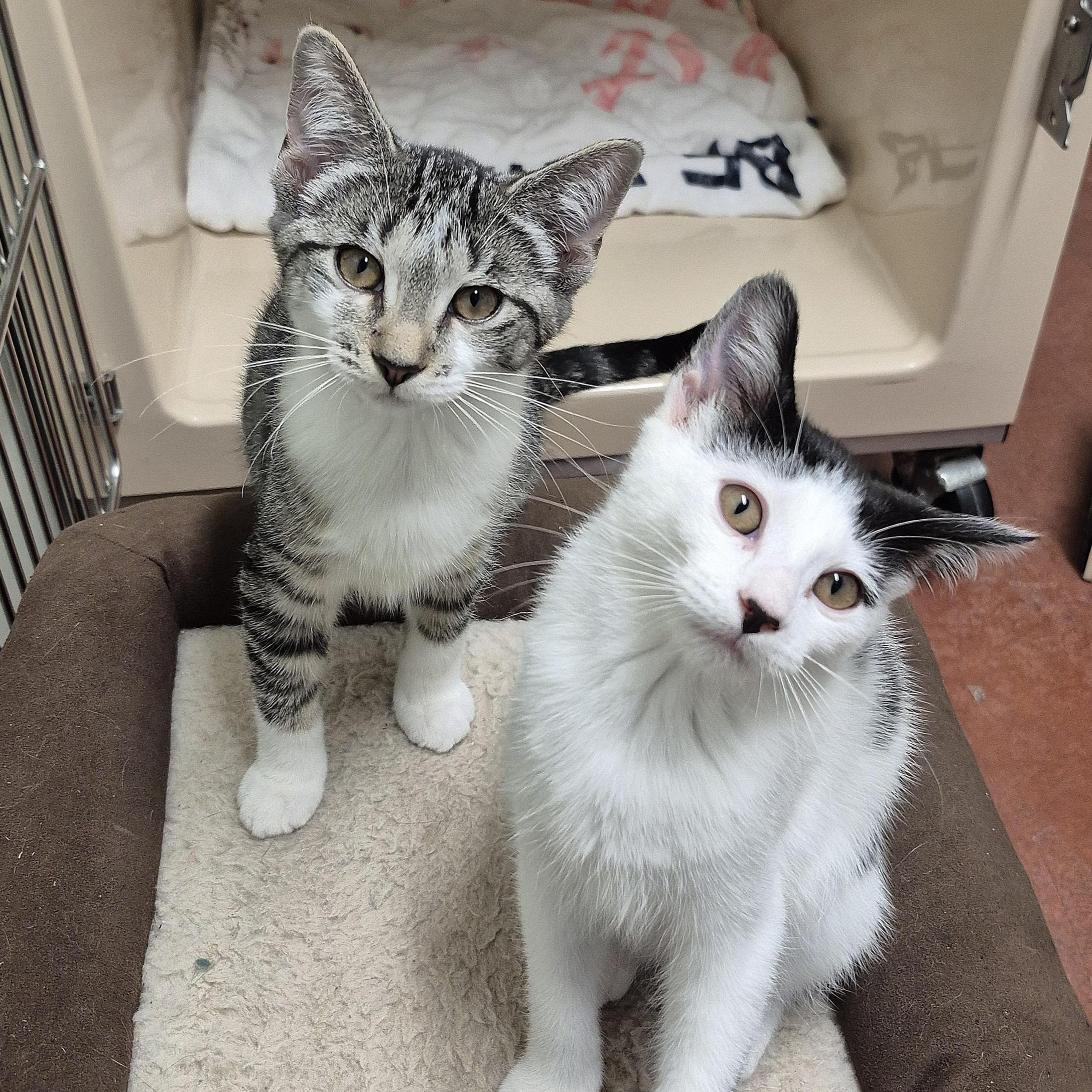 Daisy, a ADOPTABLE Domestic Short Hair in Tioga, PA image 4/5