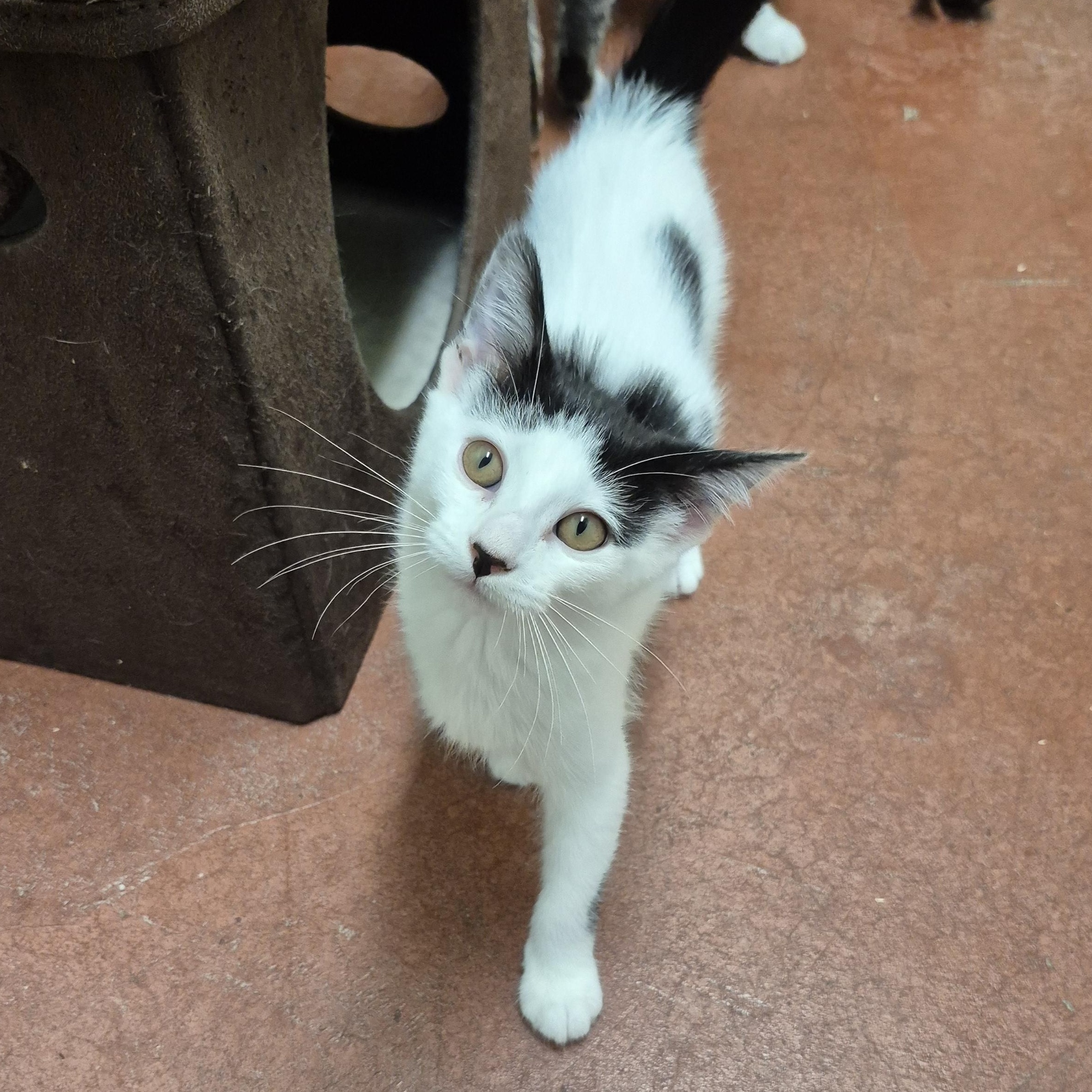 Daisy, a ADOPTABLE Domestic Short Hair in Tioga, PA image 3/5