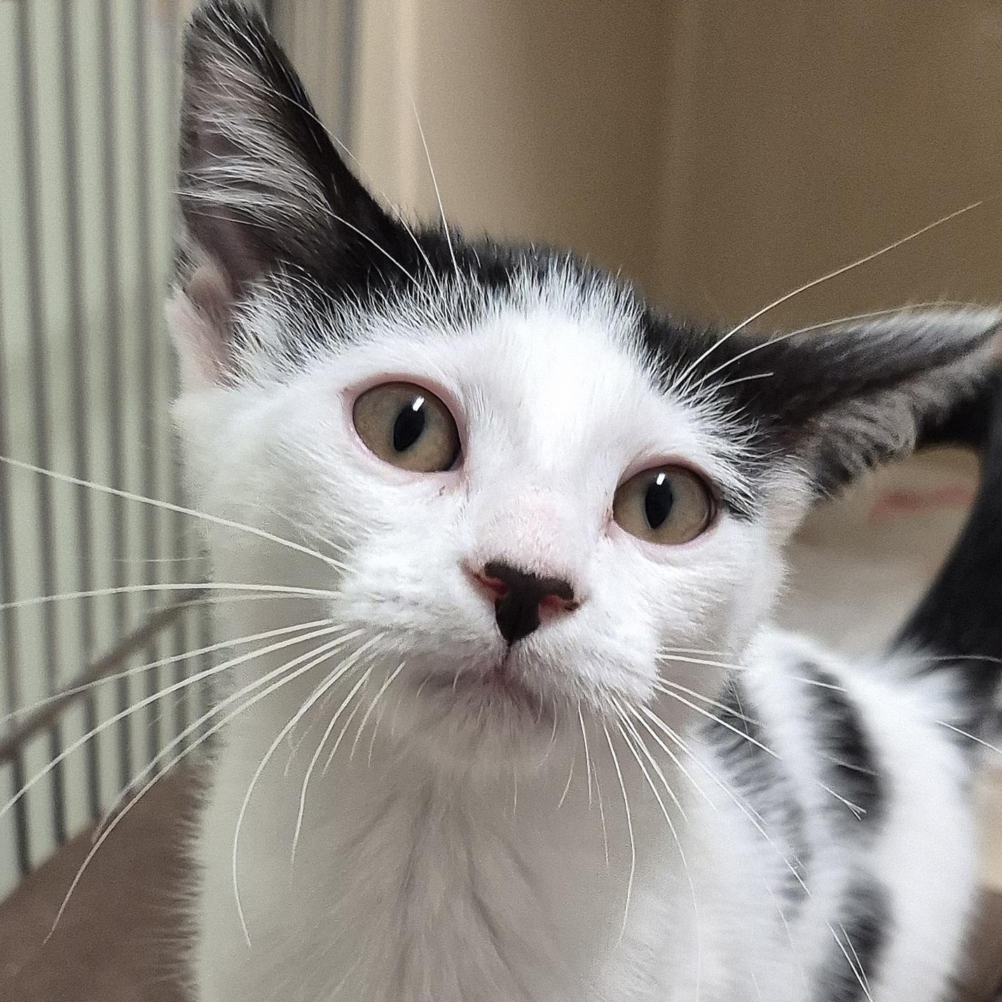 Daisy, a ADOPTABLE Domestic Short Hair in Tioga, PA image 1/5