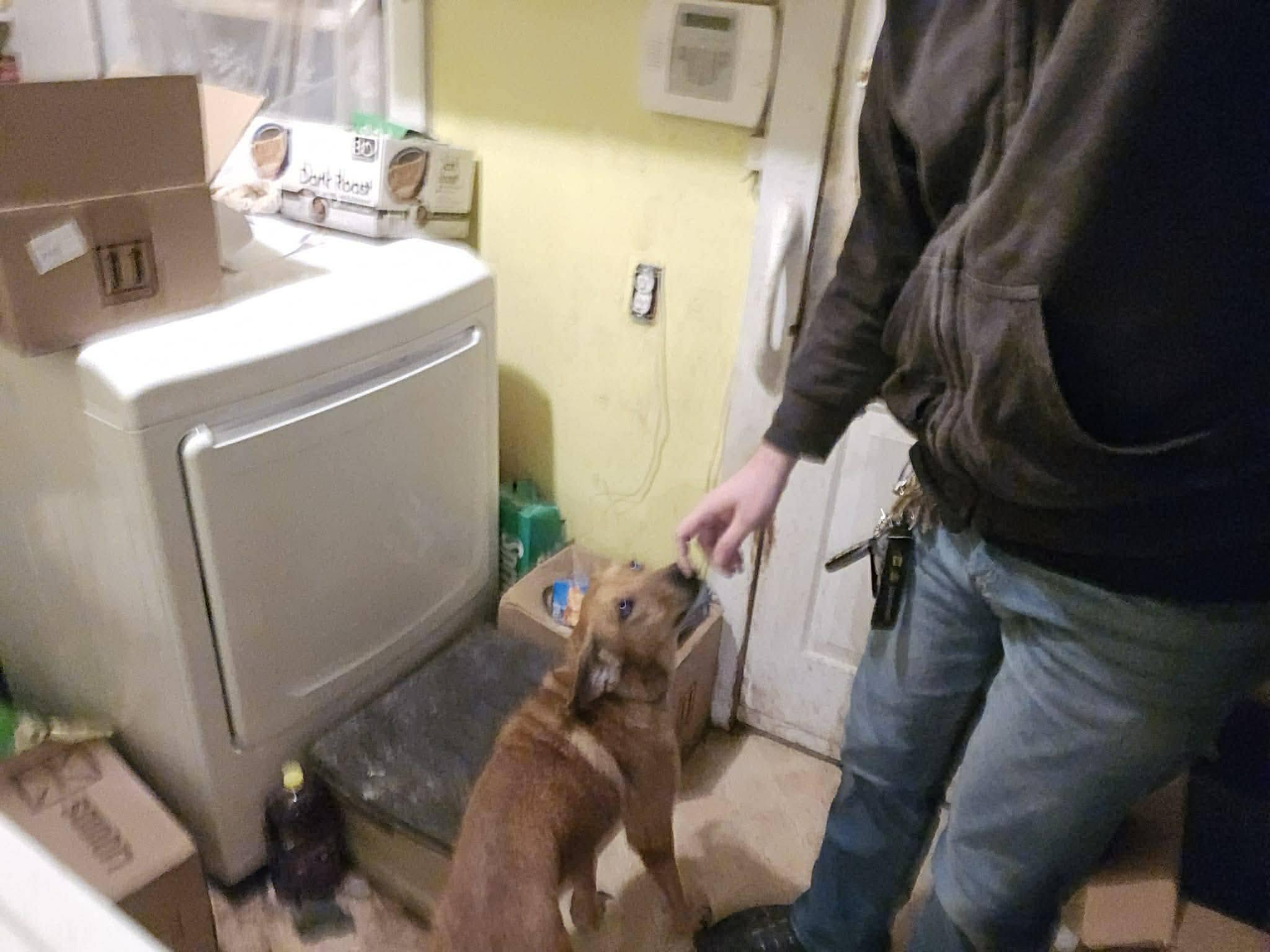 Gabby, a ADOPTABLE Mixed Breed in Inez, KY image 3/4