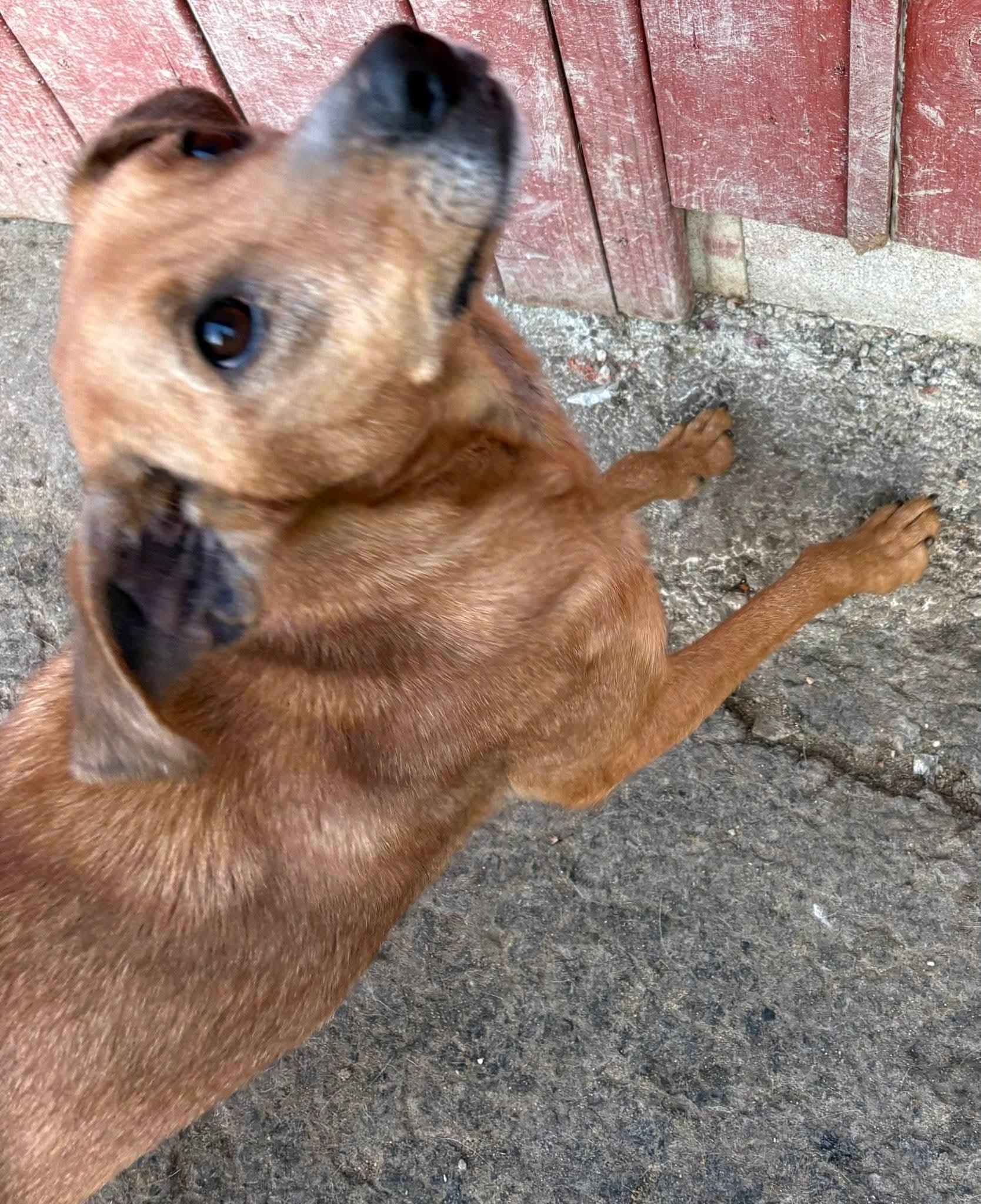 Enlarge Gabby, a ADOPTABLE Mixed Breed in Inez, KY image 6/6
