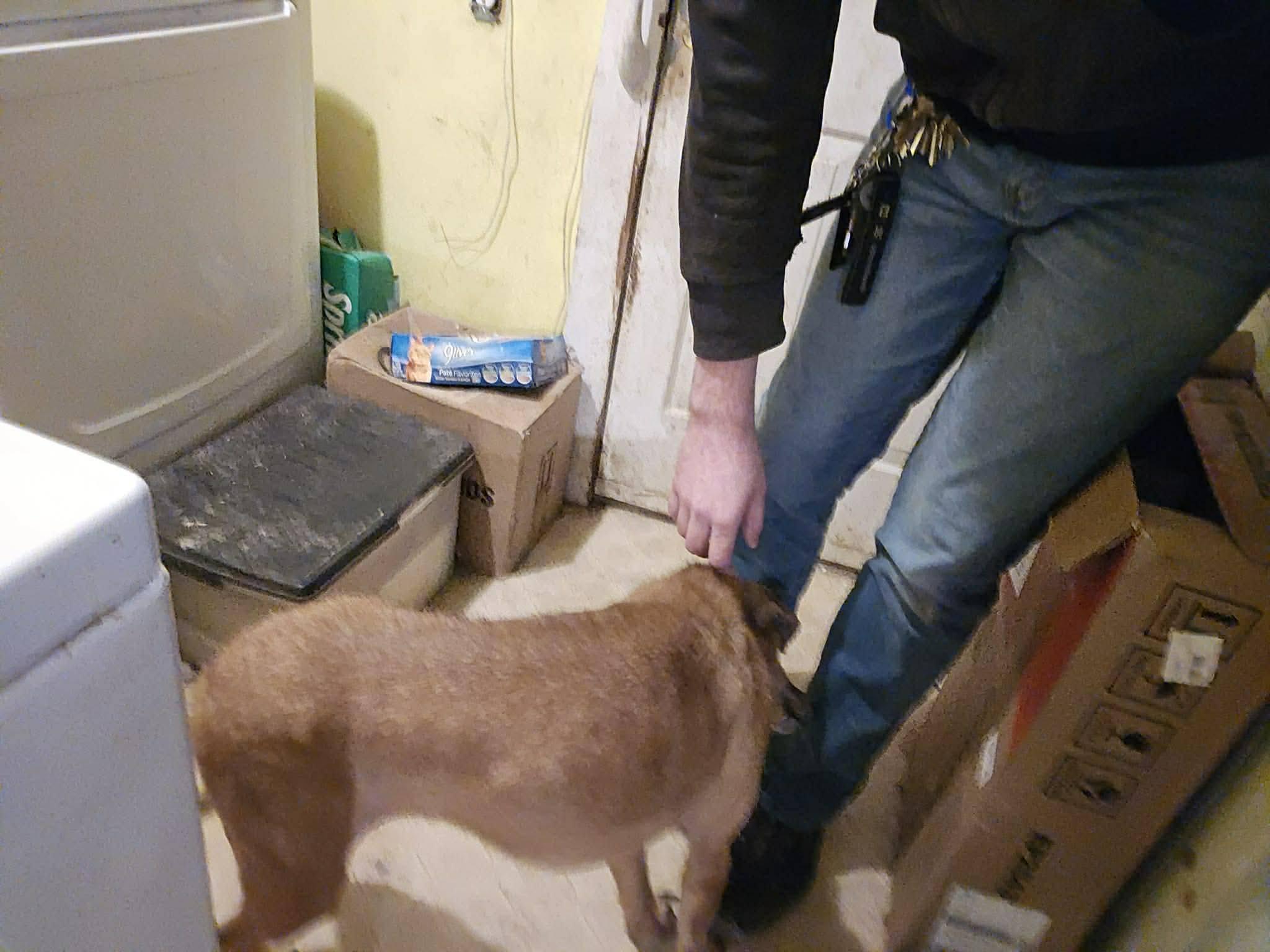 Gabby, a ADOPTABLE Mixed Breed in Inez, KY image 4/4