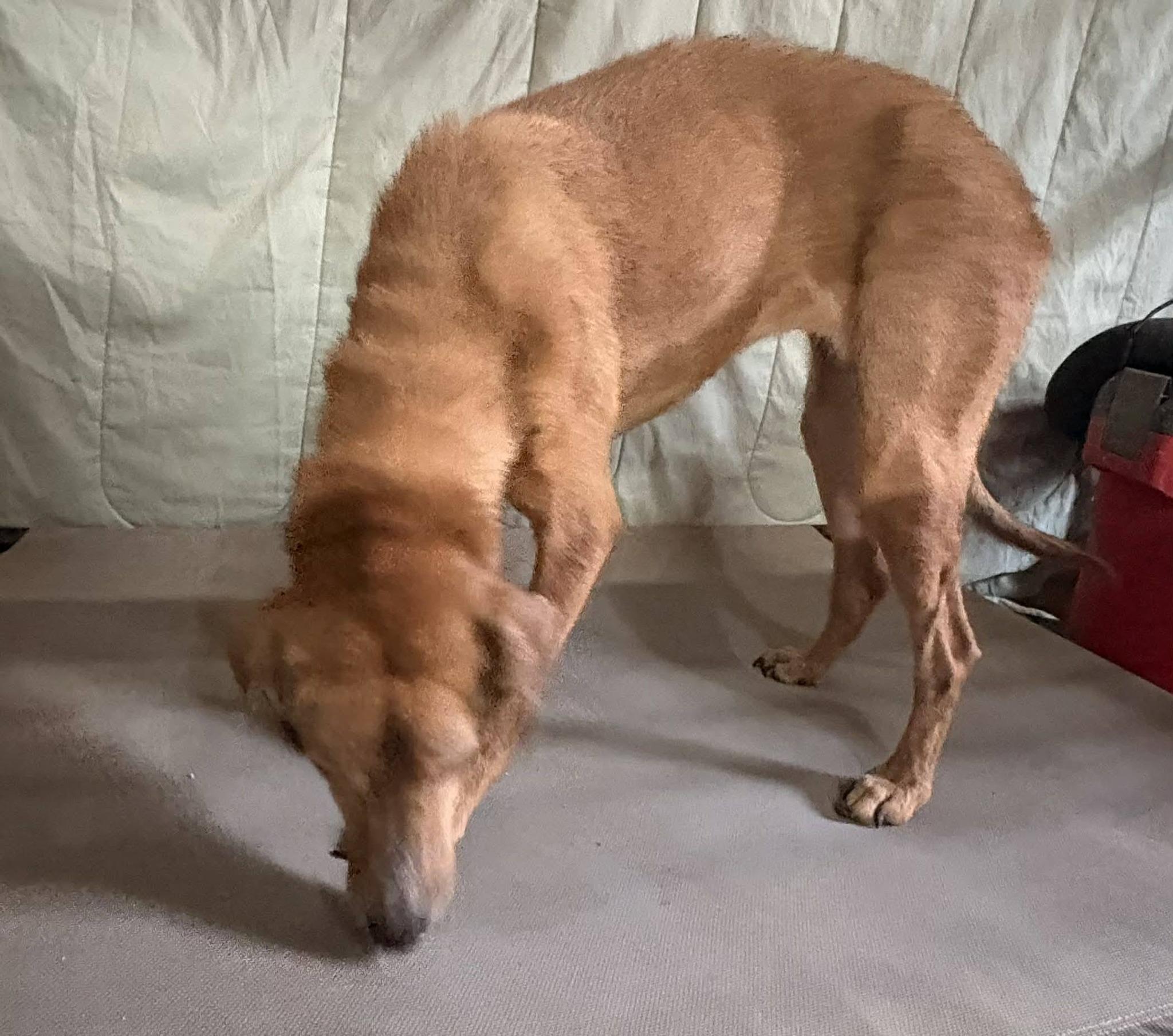 Gabby, a ADOPTABLE Mixed Breed in Inez, KY image 2/4