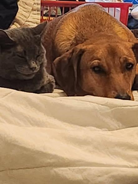 Gabby, ADOPTABLE, Adult Female Mixed Breed.