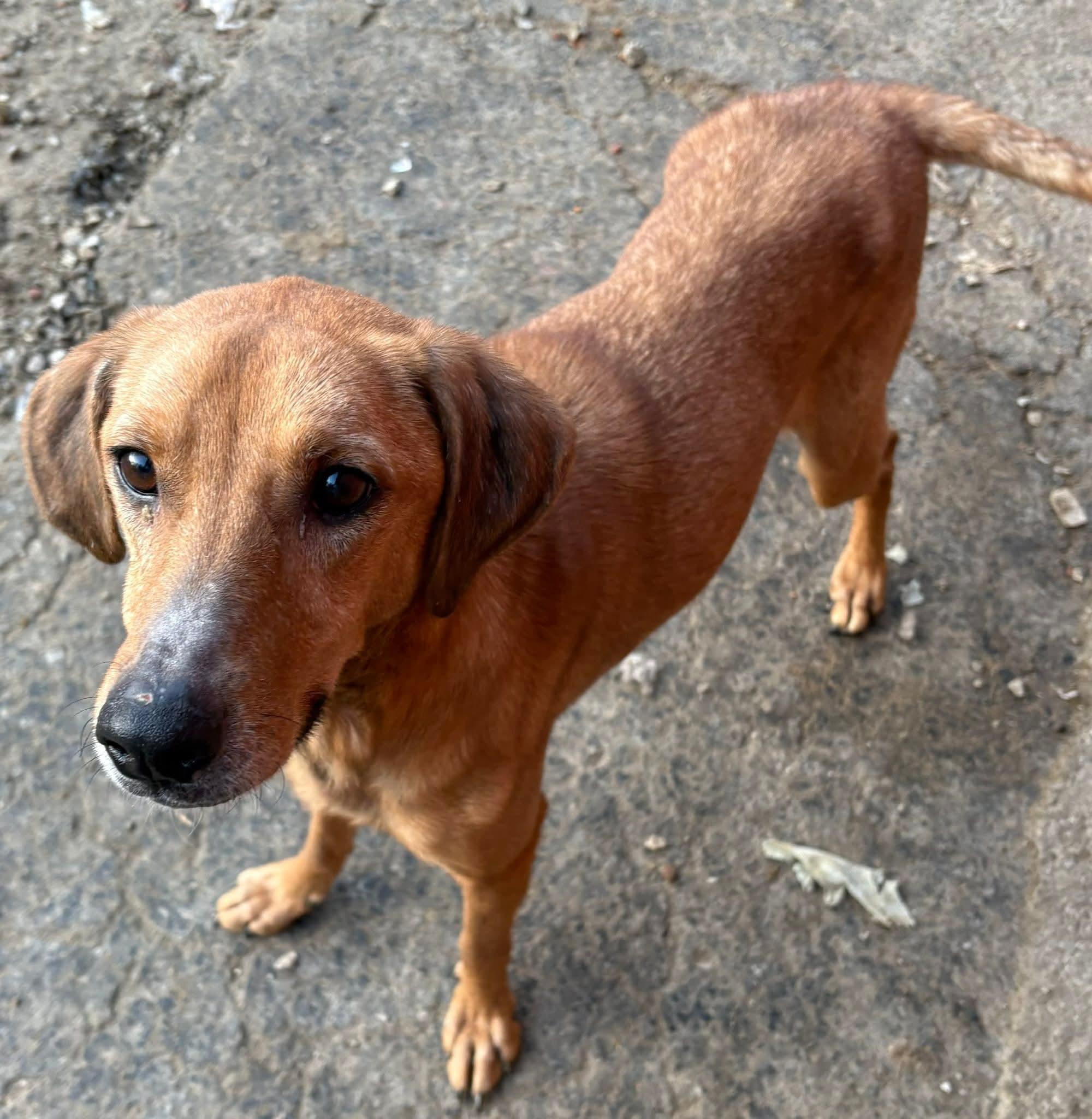 Enlarge Gabby, a ADOPTABLE Mixed Breed in Inez, KY image 5/6